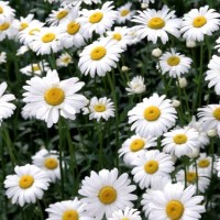 Health Benefits of Chamomile tea