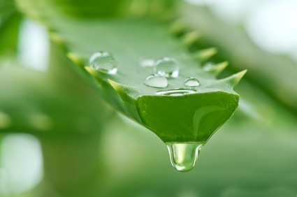 5 Aloe Vera Homemade Face Packs For Hydrated Flawless Skin