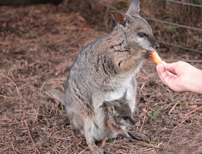 australia-a-day-in-the-woods-amidst-fauna-1