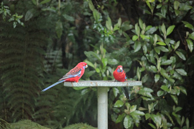 australia-a-day-in-the-woods-amidst-fauna-15