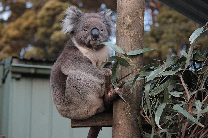 australia-a-day-in-the-woods-amidst-fauna-2