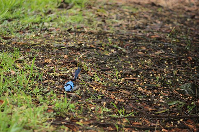 australia-a-day-in-the-woods-amidst-fauna-5